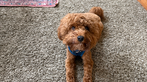 Lost Pet: Sonny