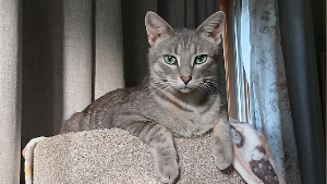 Lost Pet: Silver