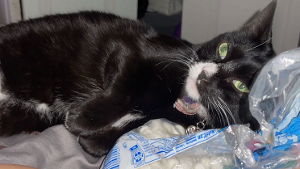 Lost Pet: Nyx