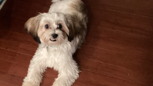 Lost Pet: Pepper