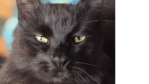 Lost Pet: Freddie