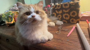 Lost Pet: Cheeto