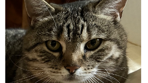 Lost Pet: Cora
