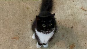 Lost Pet: Milk
