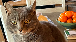 Lost Pet: Atticus