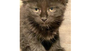 Lost Pet: Trixie