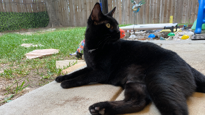 Lost Pet: Gabi
