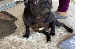 Lost Pet: Blackey