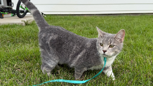 Lost Pet: Snow