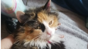 Lost Pet: Spice