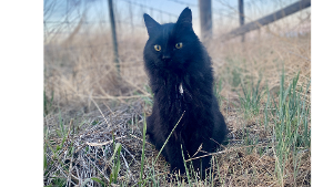 Lost Pet: Grudgie