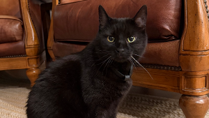 Lost Pet: Echo