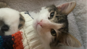 Lost Pet: Mr. Tiny