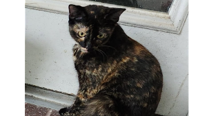 Lost Pet: Snickerdoodle