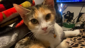 Lost Pet: Poopsi