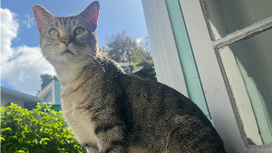Lost Pet: Lenny