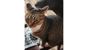 Lost Pet: Muffin