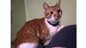 Lost Pet: Reggie