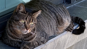 Lost Pet: Creek