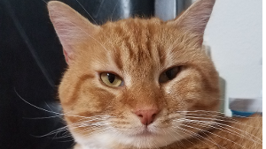 Lost Pet: Rue