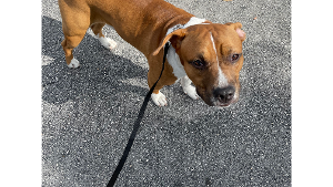 Lost Pet: Major