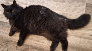 Lost Pet: Pepper