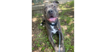 Lost Pet: Chief