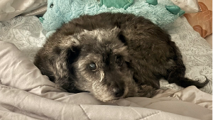 Lost Pet: Winston