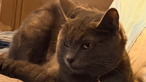 Lost Pet: Charles Moser