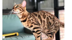 Lost Pet: Bubbles