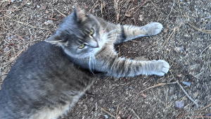 Lost Pet: Jones 