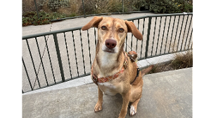 Lost Pet: Hazel