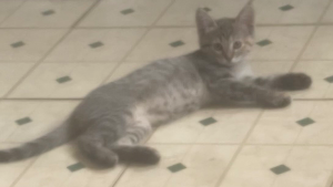 Lost Pet: Khloe