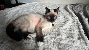 Lost Pet: Onyx