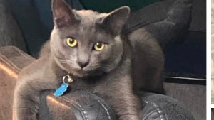 Lost Pet: Smokey