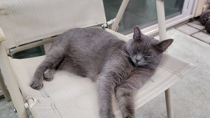 Lost Pet: Luna