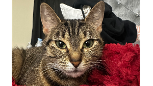 Lost Pet: Mila