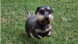 Lost Pet: Belle