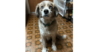 Lost Pet: Twix