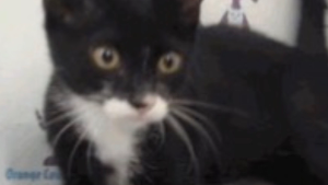 Lost Pet: Maddie