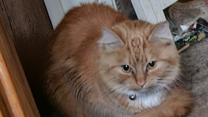 Lost Pet: Sweetie