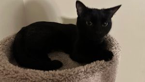Lost Pet: Piper Walker