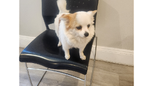 Lost Pet: Guera