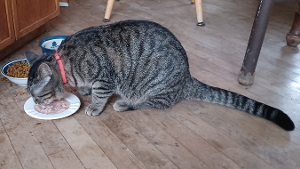 Lost Pet: Simon