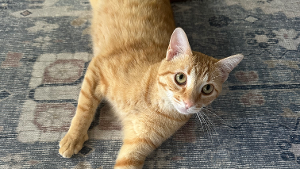 Lost Pet: Runa