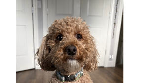 Lost Pet: Bear