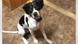 Lost Pet: KYLO
