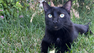Lost Pet: Junie
