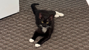 Lost Pet: Simonton Garcia