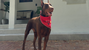 Lost Pet: Donatello